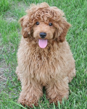 Miniature poodle puppy
